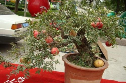 网红盆景图片,绿意盎然的艺术品